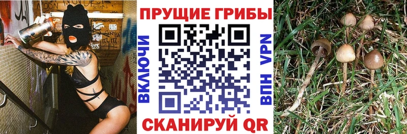 Купить где  Андреаполь  Псилоцибиновые грибы GOLDEN TEACHER 